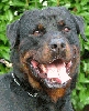 Benutzer Avatar